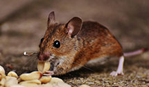 24 Hour & Emergency Exterminators in Ryeland, PA